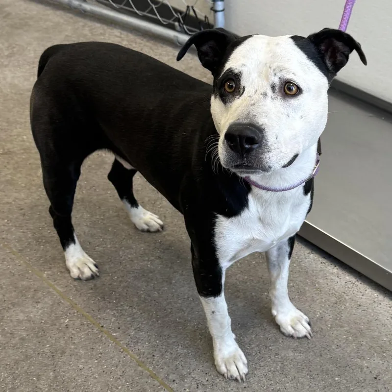An adult medium-sized male Black Mixed Breed dog named King for adoption in Las Cruces, NM