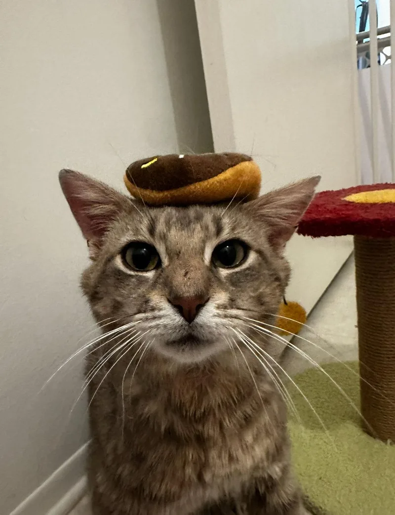 An adult medium-sized male Domestic Short Hair cat named Samwise for adoption in Walled Lake, MI