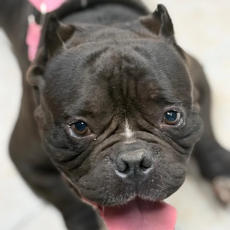 An adult medium-sized male Black English Bulldog dog named Porkchop for adoption in Lake Jackson, TX