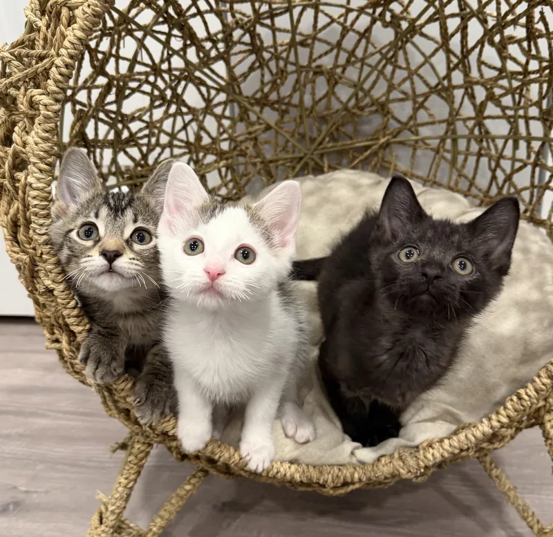 A baby medium-sized female White Domestic Short Hair cat named Coconut for adoption in Chicago, IL