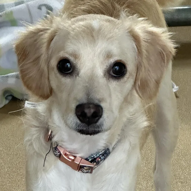 A young small-sized female Chihuahua dog named Elle Woods for adoption in Yucaipa, CA