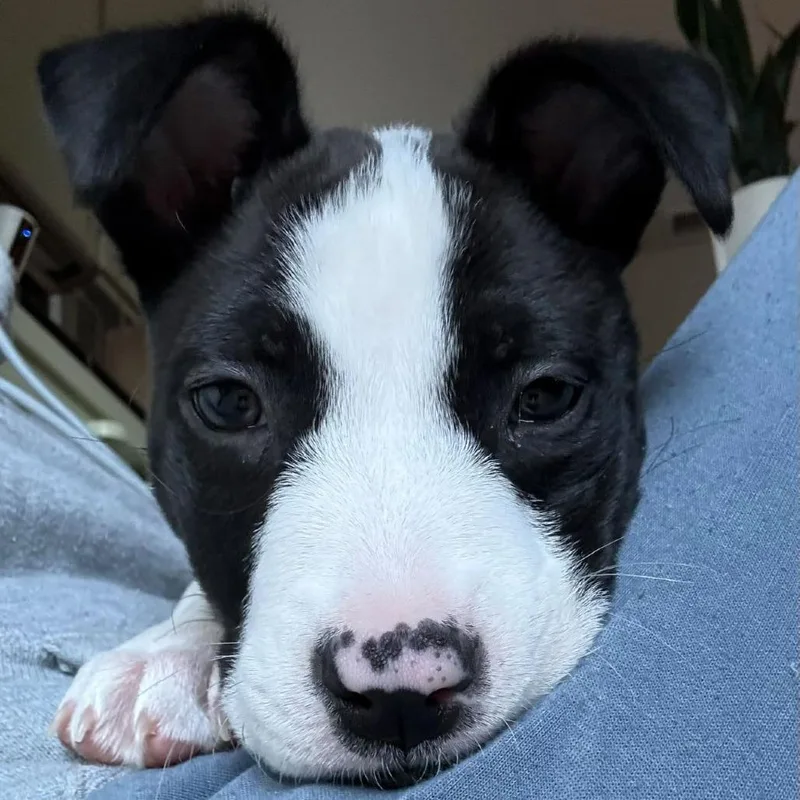 A baby large-sized male Pit Bull Terrier dog named Darius for adoption in Vallejo, CA