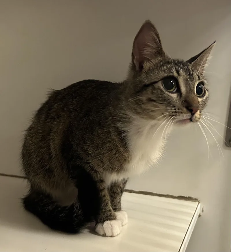 An adult medium-sized female Tabby (Brown / Chocolate) Domestic Short Hair cat named Pomegranate for adoption in Mason City, IA