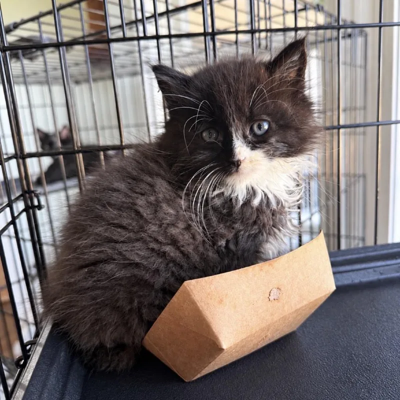 A baby small-sized male Domestic Long Hair cat named Mercer for adoption in Alexandria, VA