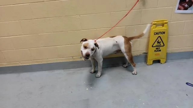 An adult medium-sized male Pit Bull Terrier dog named Brad for adoption in Tulsa, OK