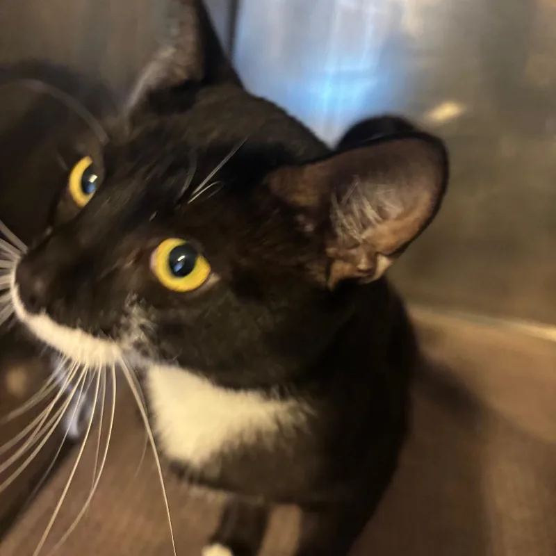 An adult large-sized male Black Domestic Short Hair cat named Tommy for adoption in Natick, MA