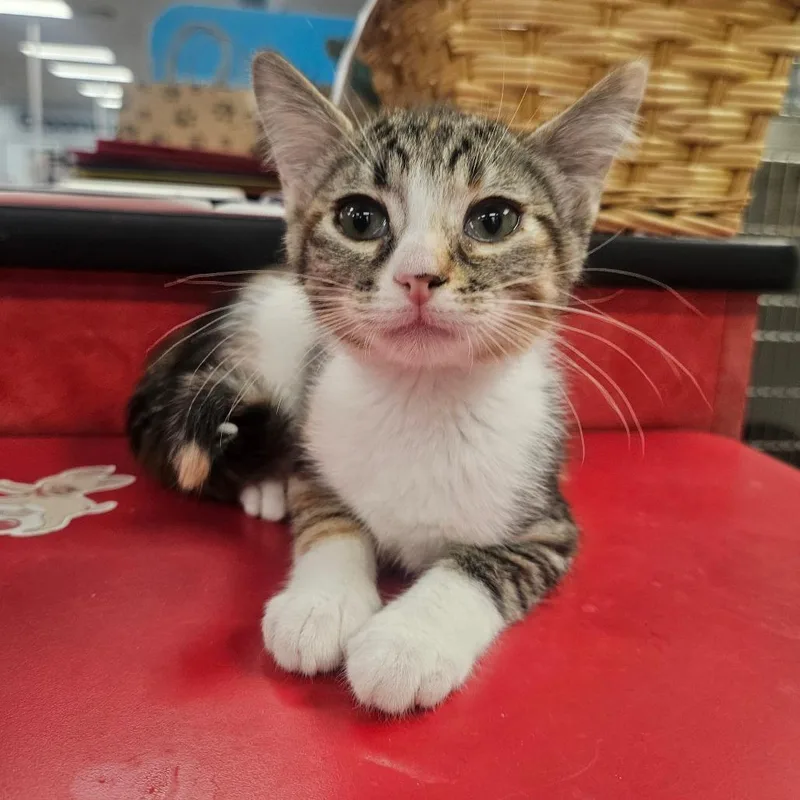 A baby small-sized female Calico Domestic Short Hair cat named Meow shu for adoption in Grantsville, UT