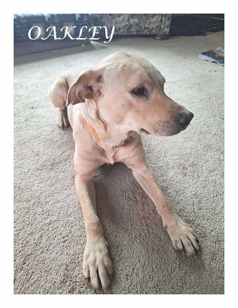 Oakley thumbnail 2