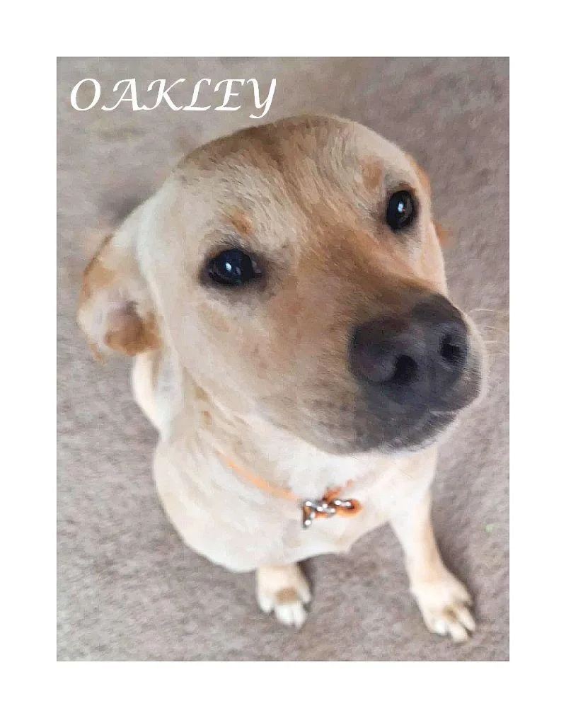 Oakley thumbnail 4