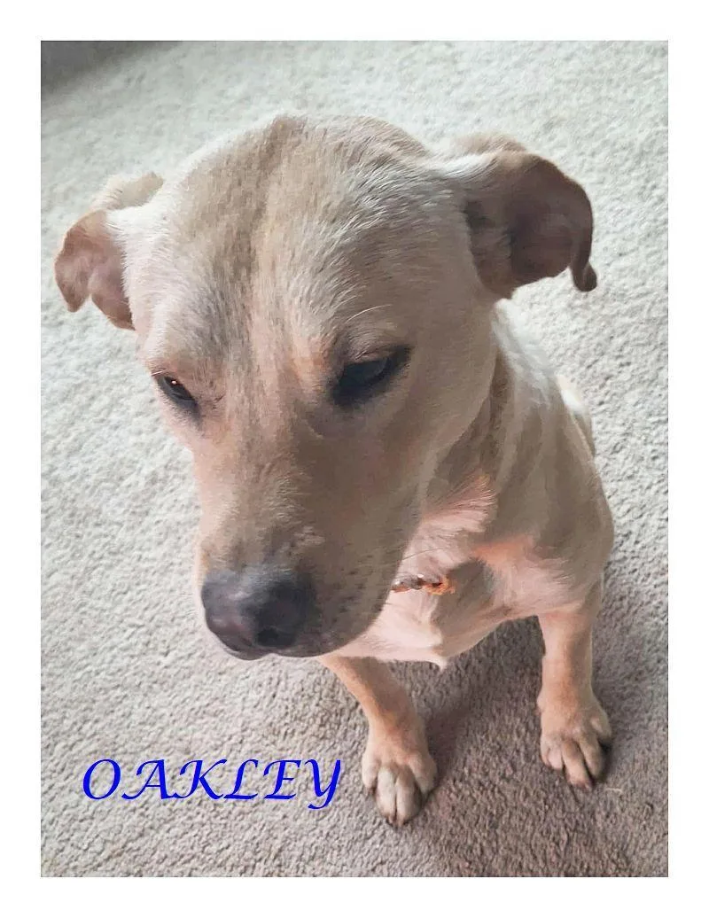 Oakley thumbnail 6