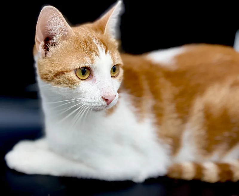 A young medium-sized female Orange & White Tabby cat named Trudy for adoption in Lucedale, MS