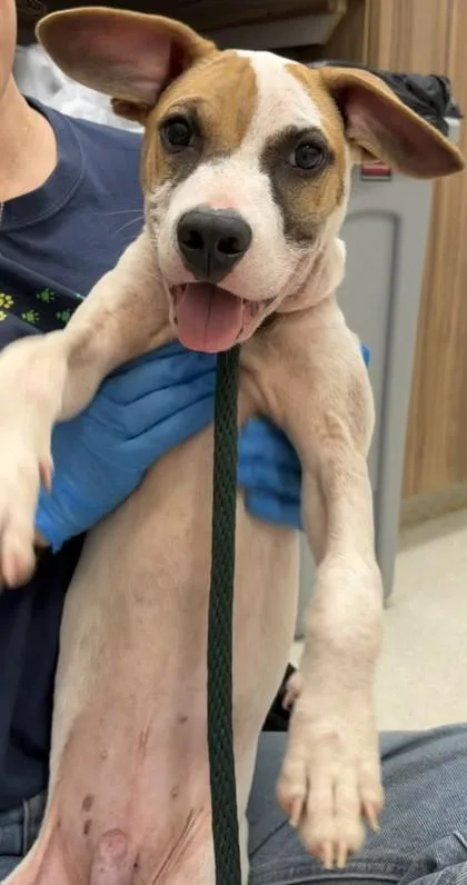 A baby medium-sized male Bull Terrier dog named Micah for adoption in Honolulu, HI