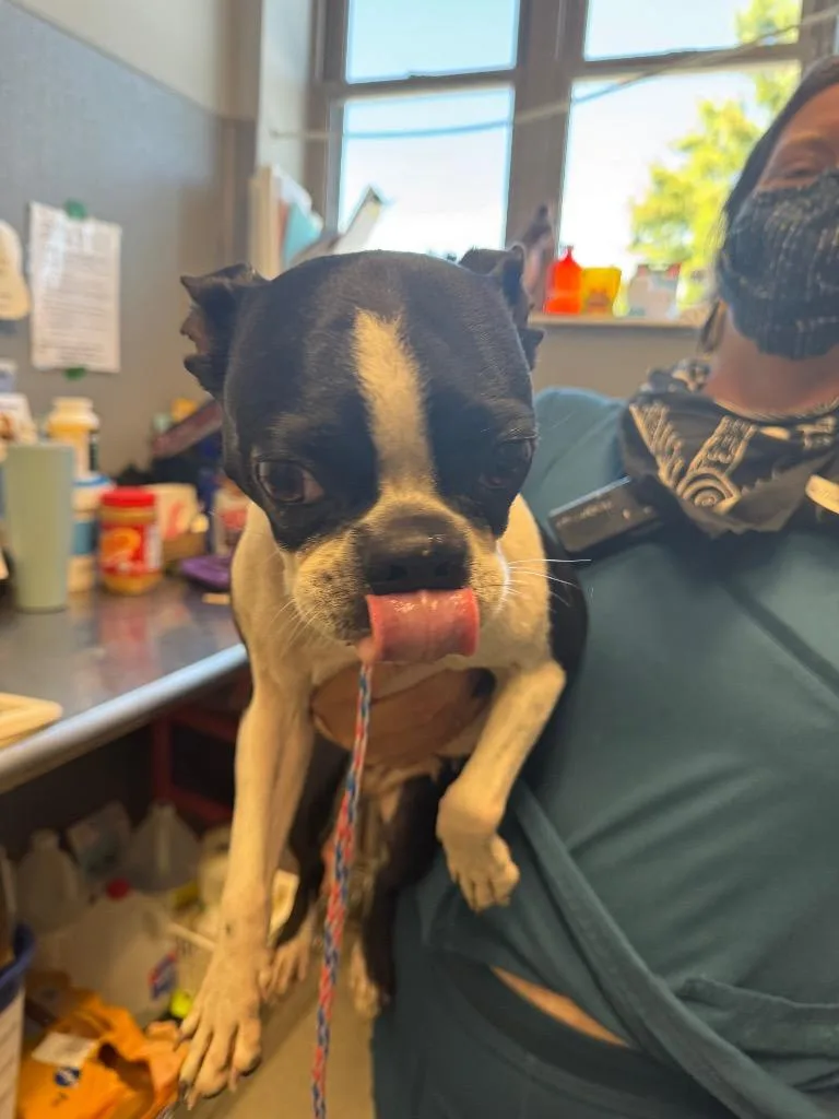 A senior medium-sized female Boston Terrier dog named Kren for adoption in Bloomington, IN