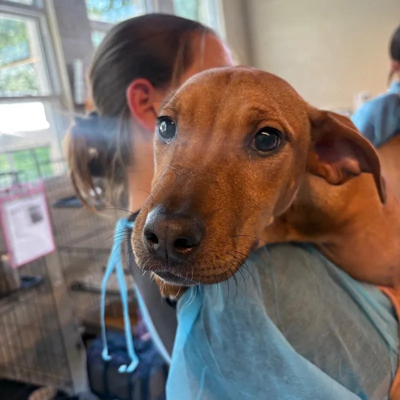 A young small-sized male Red / Chestnut / Orange Mixed Breed dog named Vanilla Frappuccino for adoption in Huntington, WV