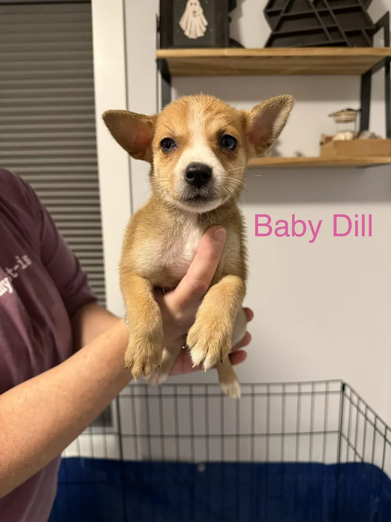 Baby Dill