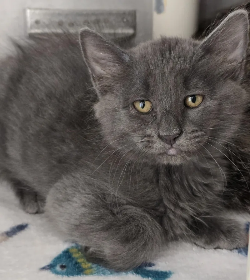 A baby large-sized male Gray / Blue / Silver Domestic Medium Hair cat named Cloud for adoption in Amityville, NY