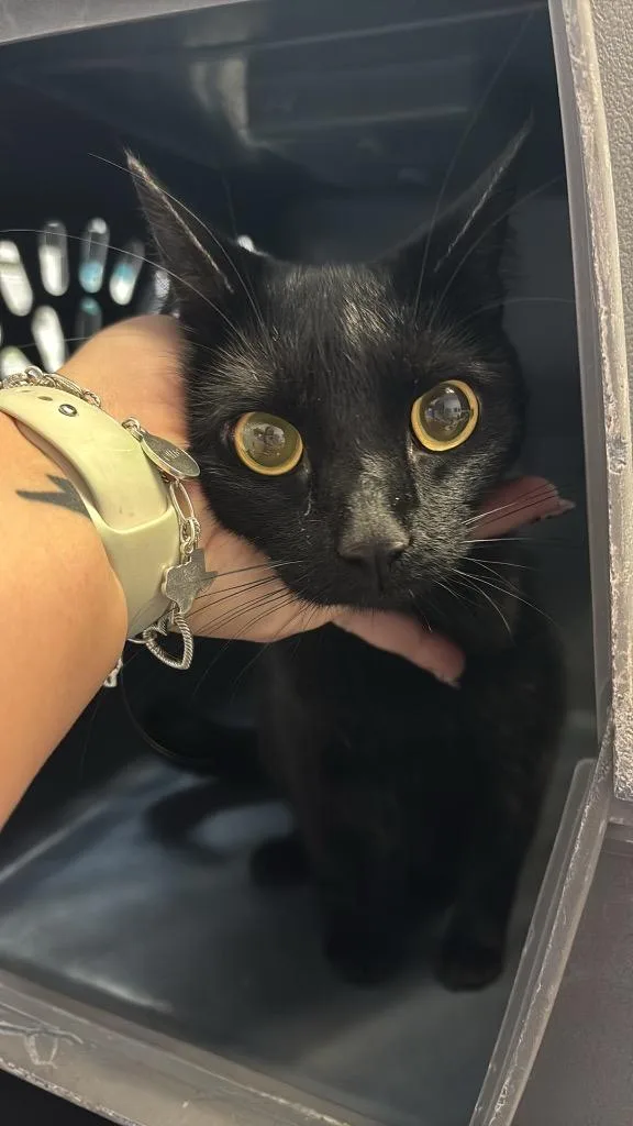 An adult large-sized female Domestic Short Hair cat named Martha for adoption in New Braunfels, TX
