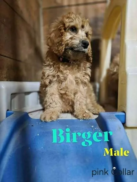 Birger