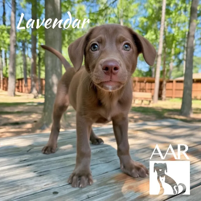 Lavendar thumbnail 3