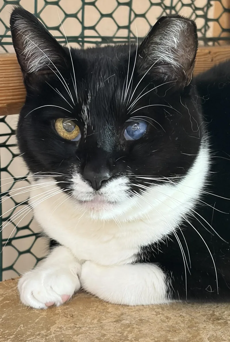 An adult medium-sized female Domestic Short Hair cat named Ms.Cookie for adoption in Beacon, NY