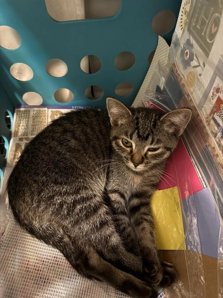 A baby medium-sized female Domestic Short Hair cat named Spark for adoption in Salt Lake City, UT