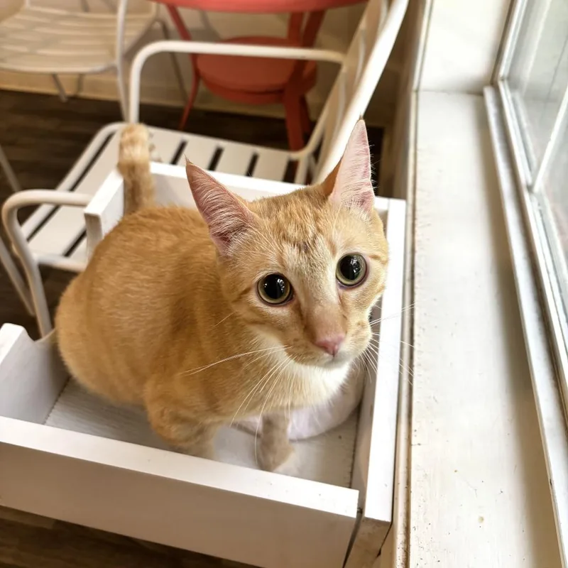 A young medium-sized male Orange / Red Domestic Short Hair cat named Stacks O'Cash for adoption in Carencro, LA