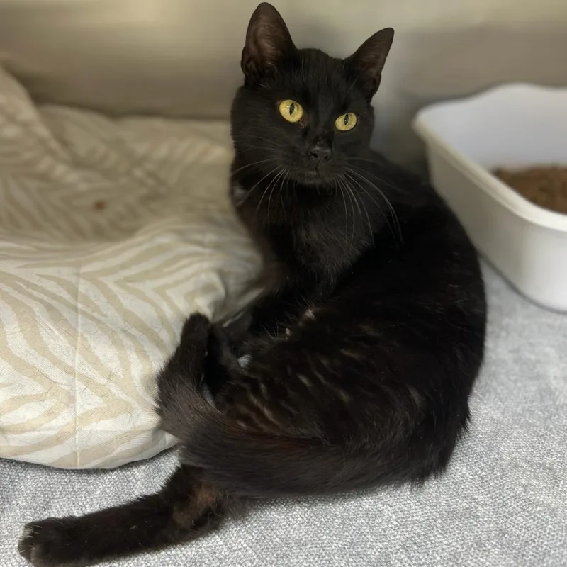 A young medium-sized female Black Domestic Short Hair cat named Sula for adoption in Walden, NY
