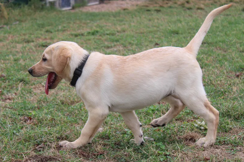 A young large-sized female Yellow / Tan / Blond / Fawn Labrador Retriever dog named Mandy for adoption in Neosho, MO