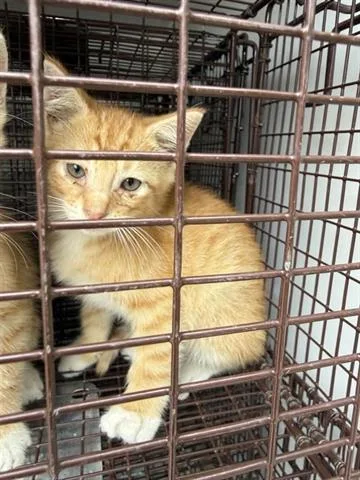 A baby small-sized male Domestic Short Hair cat named Thunder for adoption in Houston, TX