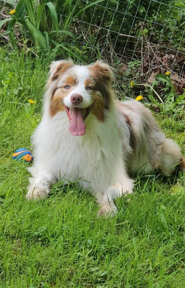 An adult medium-sized male Australian Shepherd dog named Atlas ME for adoption in Ontario, CA