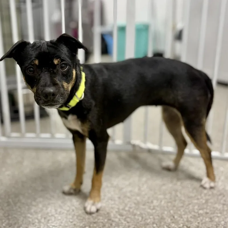 A young small-sized female Miniature Pinscher dog named Rally for adoption in Whitehall, PA