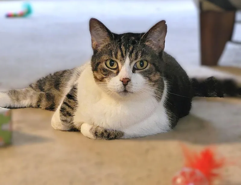An adult medium-sized female Tabby (Brown / Chocolate) Tabby cat named Zeva for adoption in New Albany, OH