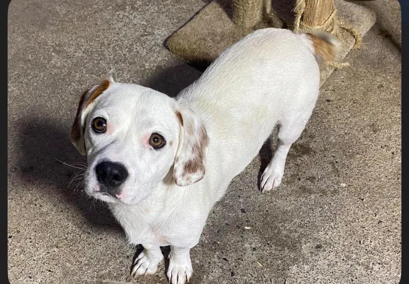 A young small-sized male Beagle dog named Stretch for adoption in Dalton, GA