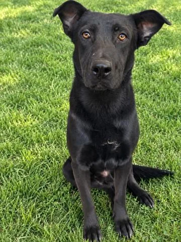 A young medium-sized male Labrador Retriever dog named Harland for adoption in Lancaster, CA