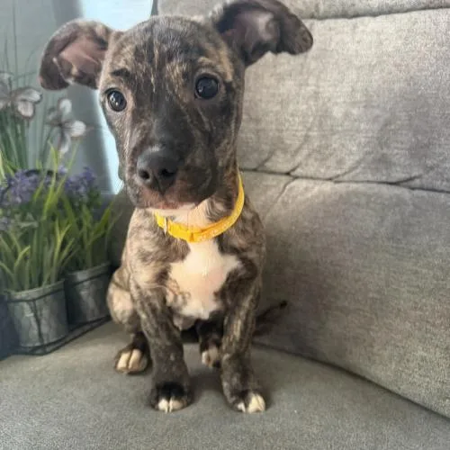 Eau De Coconut thumbnail 2