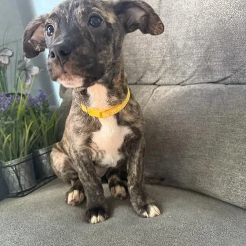 Eau De Coconut thumbnail 3