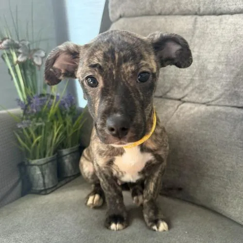 Eau De Coconut thumbnail 4