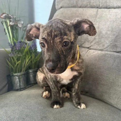 Eau De Coconut thumbnail 5