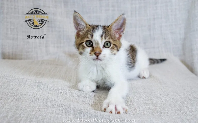 A young medium-sized male Domestic Short Hair cat named Astro for adoption in Riverside, CA