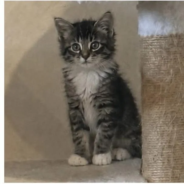 A baby medium-sized female Tabby (Brown / Chocolate) Domestic Long Hair cat named Artemis for adoption in Santa Rosa, CA