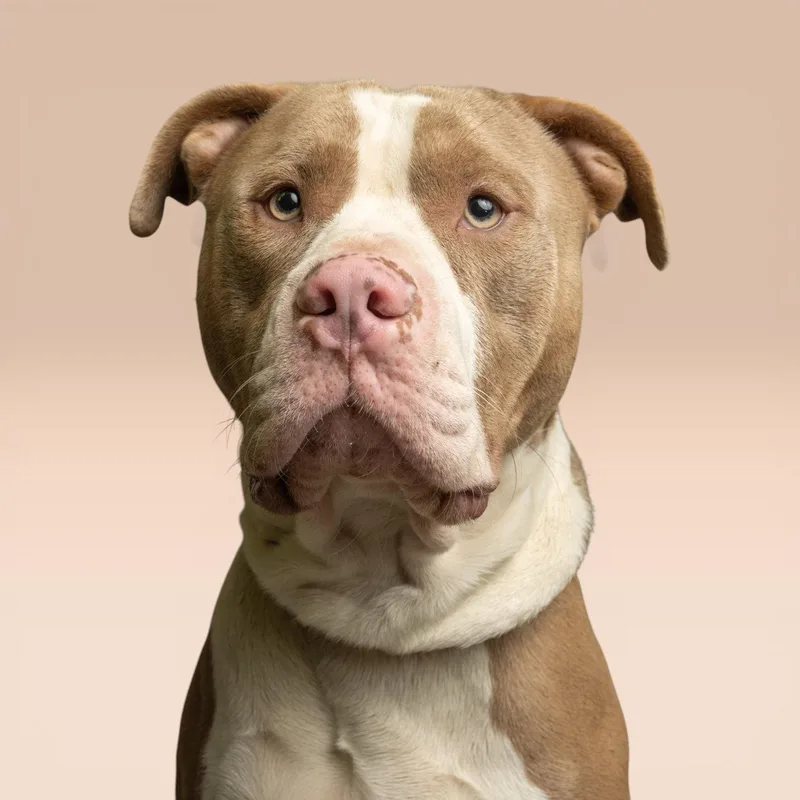 An adult medium-sized male Pit Bull Terrier dog named Kermit for adoption in Richardson, TX