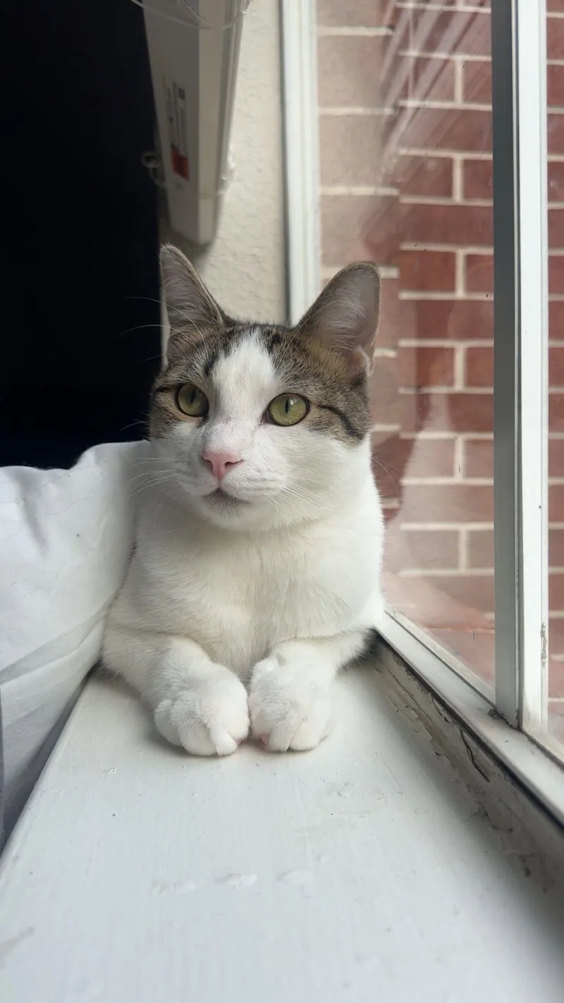 A young medium-sized male Gray & White Domestic Short Hair cat named Sesame for adoption in Pearland, TX