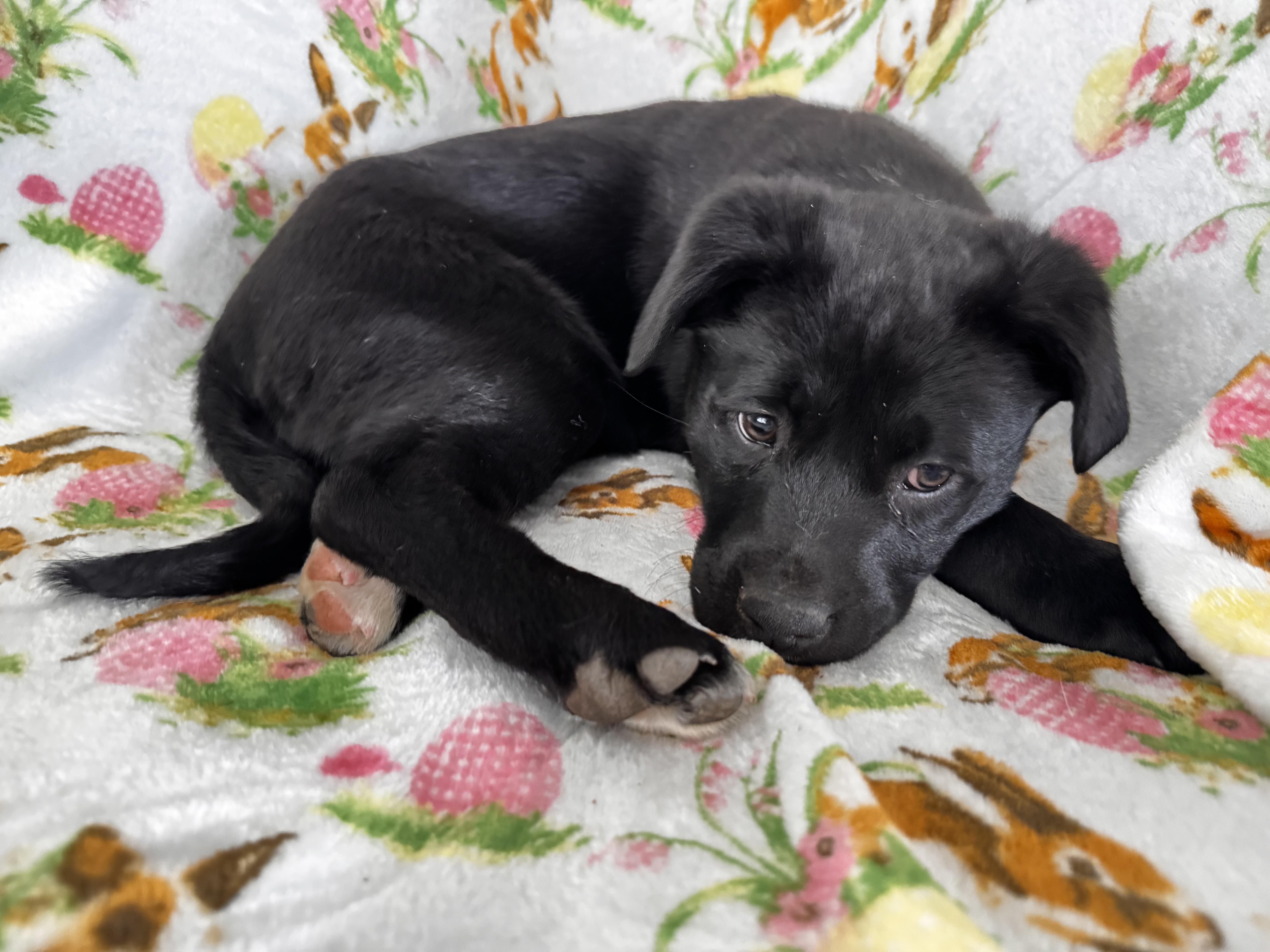A baby medium-sized female Black Border Collie dog named Tilly for adoption in Danielsville, GA