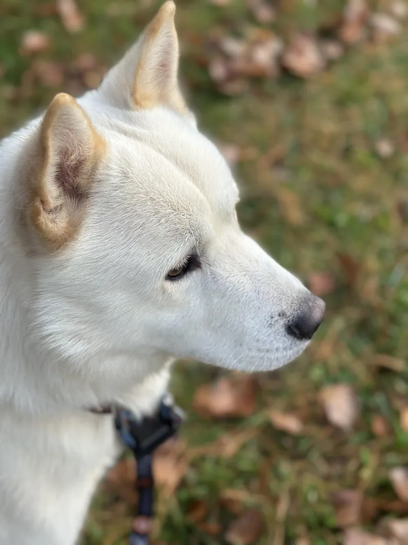A young medium-sized male White / Cream Chow Chow dog named Lobo for adoption in Cedarburg, WI