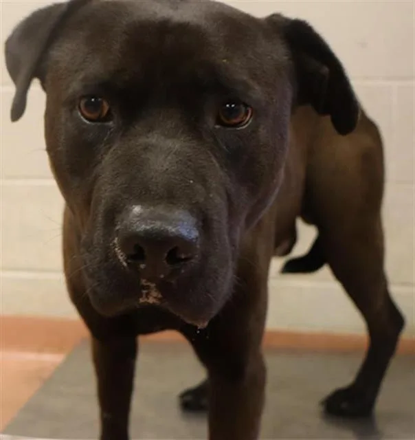 An adult medium-sized male Mixed Breed dog named Gary for adoption in Columbia, SC