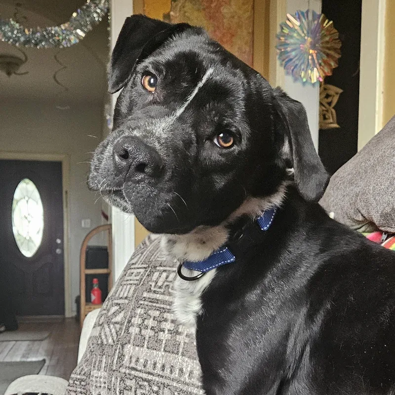 A young medium-sized male Black Pit Bull Terrier dog named Ringo for adoption in Richmond, VA