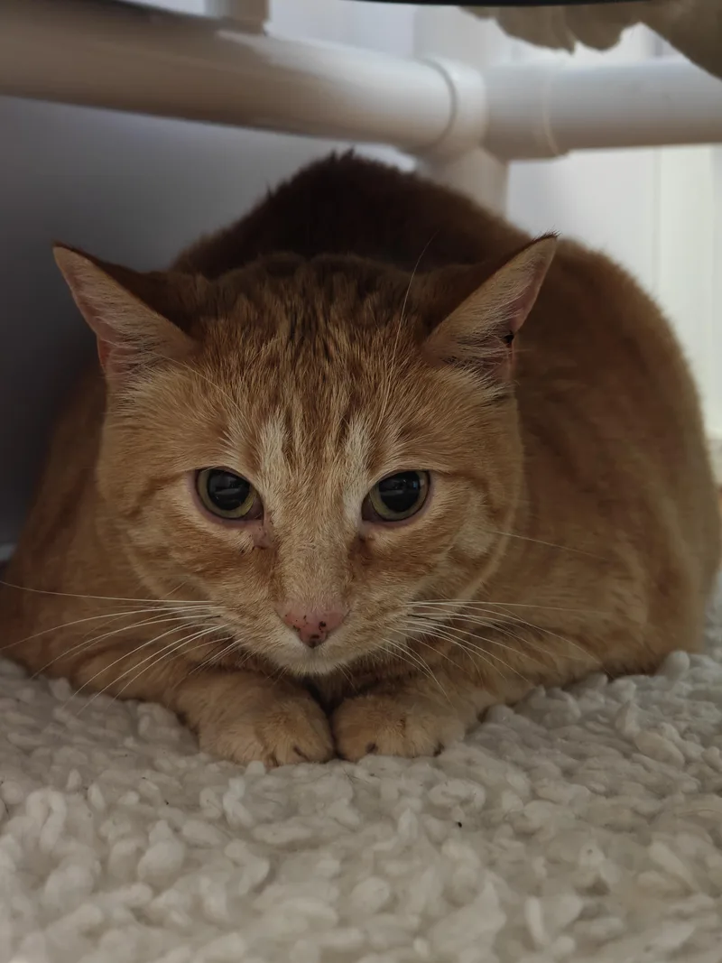 A senior large-sized male Orange & White Domestic Short Hair cat named Jimmy for adoption in New Britain, CT