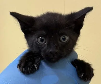 A baby small-sized male Domestic Short Hair cat named Oba for adoption in Honolulu, HI
