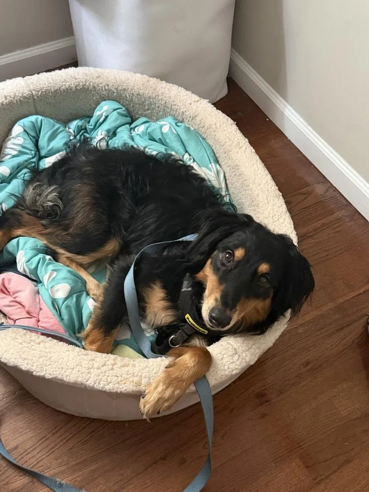 Frenzy Benny thumbnail 2