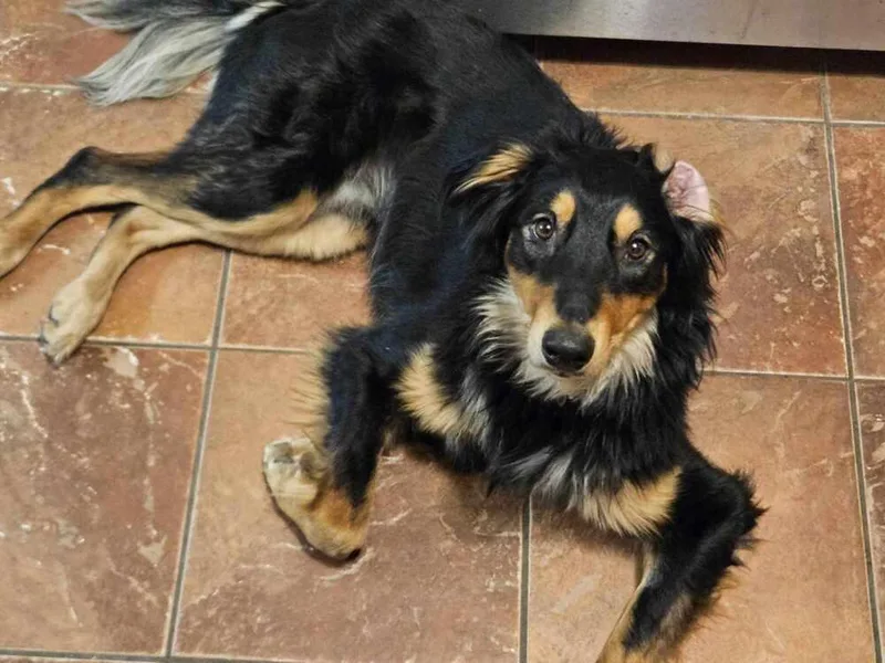 Frenzy Benny thumbnail 4